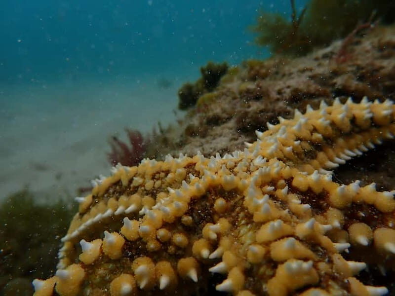 Arrábida Marine Reserve: Kayaking & Snorkeling Tour - Should You Book This Arrábida Kayaking and Snorkeling Tour?
