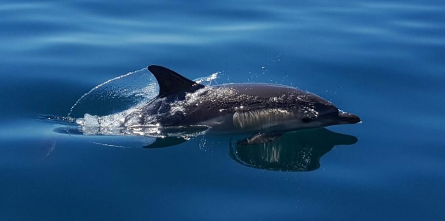Cascais: Dolphin Watching Speedboat Tour - Quick reality check: what you can reasonably expect to see