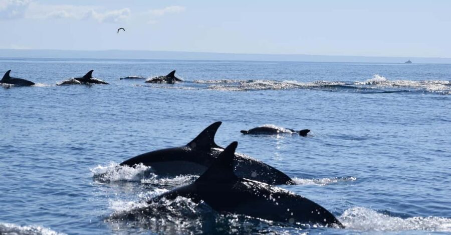 Cascais: Dolphin Watching Speedboat Tour - Cascais Marina to the Open Water: what the start really feels like