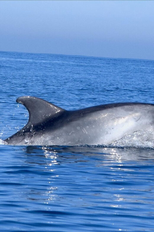Cascais: Dolphin Watching Speedboat Tour - The secret stop: the best chance for dolphins, and why they linger