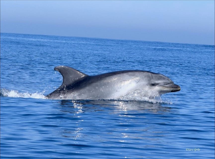 Cascais: Dolphin Watching Speedboat Tour - How the crew makes closeness feel responsible