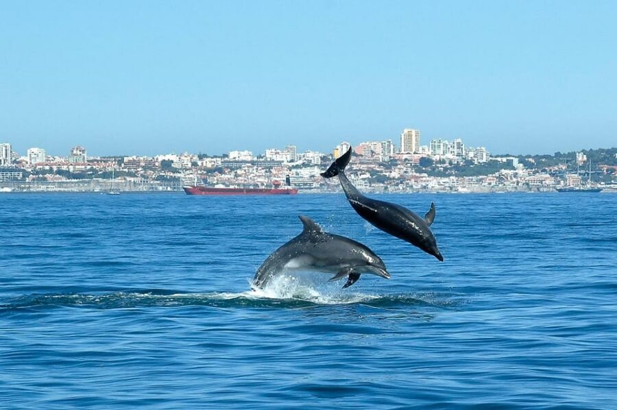 Cascais: Dolphin Watching Speedboat Tour - What the “thrill” feels like, and who should (and shouldn’t) join