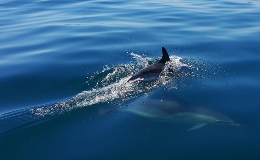 Cascais: Dolphin Watching Speedboat Tour - Price and value: $76 for speed, safety gear, and time on wildlife