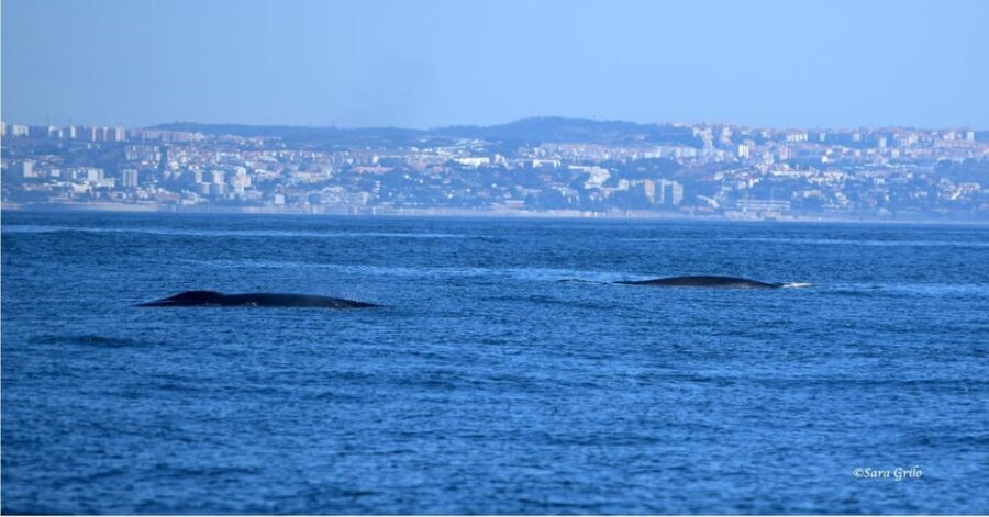 Cascais: Dolphin Watching Speedboat Tour - Best time to go: morning calm gives you an edge