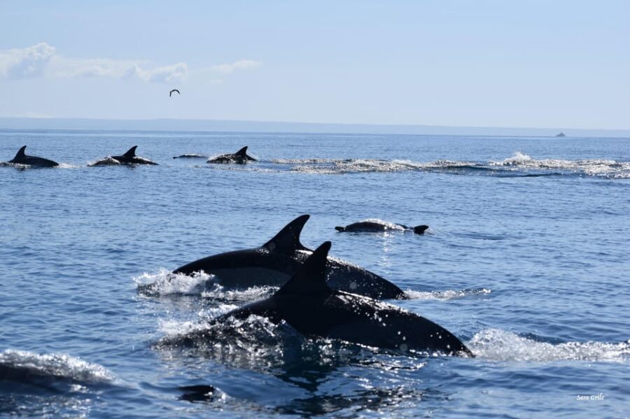 Cascais: Dolphin Watching Speedboat Tour - What to bring so you don’t spend the tour fighting discomfort