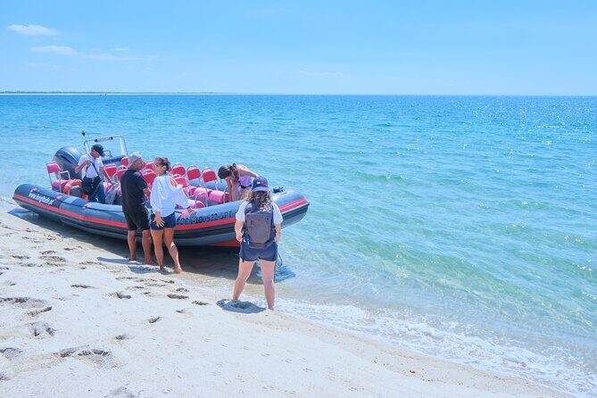 Dolphin watching in Setúbal - Price and Value: Why $44.76 Can Make Sense