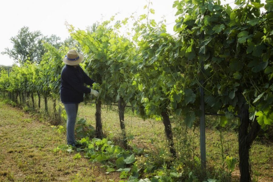 From Lisbon: Évora Wine & Heritage Tour - Should you book the Lisbon Évora Wine & Heritage Tour?