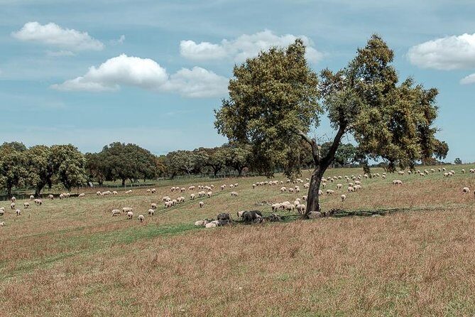 From Lisbon to Alentejo: Évora and Megaliths Full-Day Tour - Praca do Giraldo: lunch and a real slow walk through town