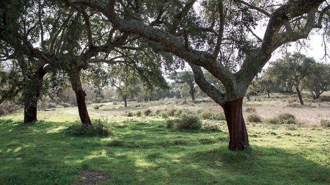 From Lisbon to Alentejo: Évora and Megaliths Full-Day Tour - Almendres Cromlech: menhirs, solstice alignment, and the guide’s theories