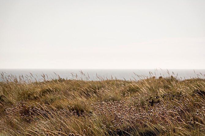 Horse Riding on the Beach - Trot or Gallop: How Experience Changes the Ending