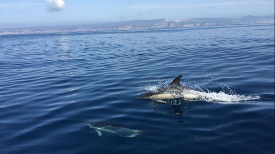 Lisbon: Arrábida Natural Park Dolphin Watching Boat Tour - Lisbon to Sesimbra: How the Timing Actually Works