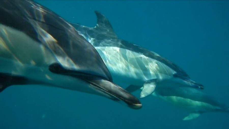 Lisbon: Dolphin Watching with Marine Biologist - Key highlights I think you’ll care about