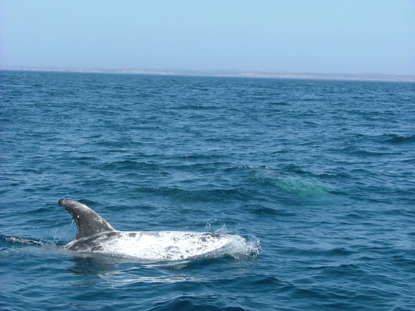 Lisbon: Dolphin Watching with Marine Biologist - What to bring (and what to skip) for a smooth ride