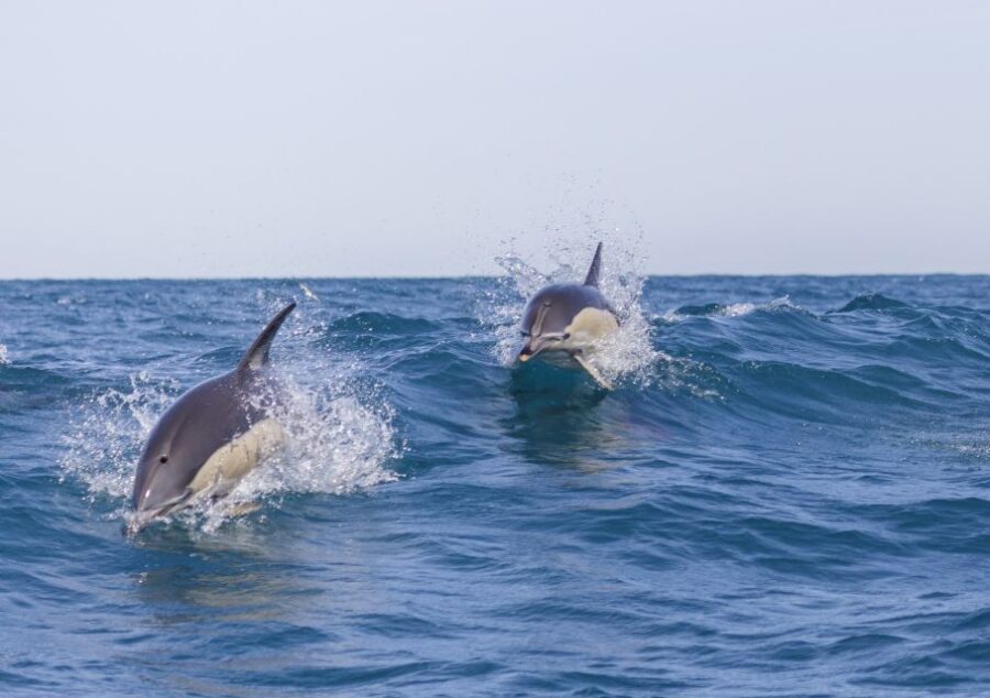 Lisbon: Dolphin Watching with Marine Biologist - Dolphin watching from Lisbon on a small RIB: why it’s worth the effort