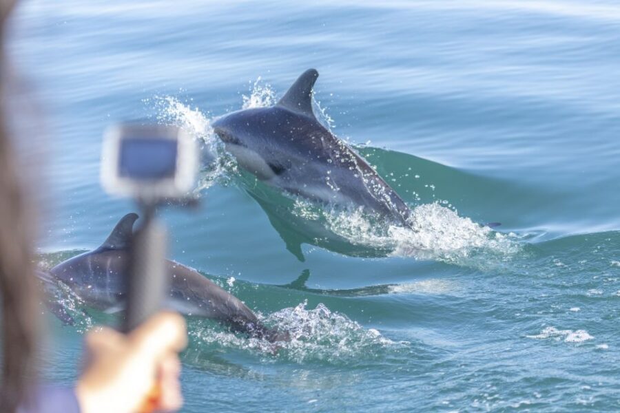 Lisbon: Dolphin Watching with Marine Biologist - The first briefing on the water: safety and what the marine biologist actually does