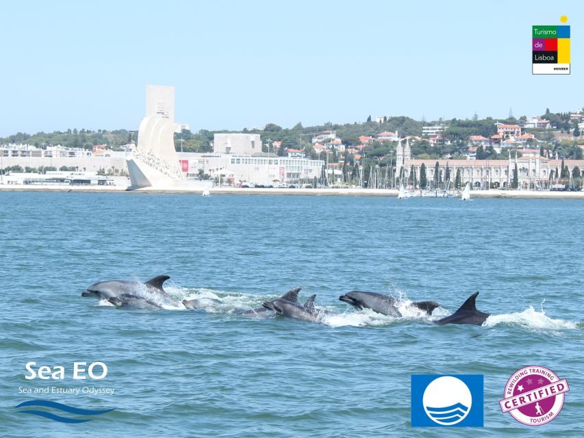 Lisbon: Dolphin Watching with Marine Biologist - Cascais waters: more chances to spot wildlife (including sharks)