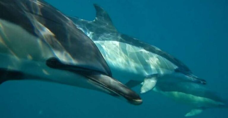 Lisbon: Dolphin Watching with Marine Biologist - Finding SeaEO Tours at Doca de Santo Amaro without stress