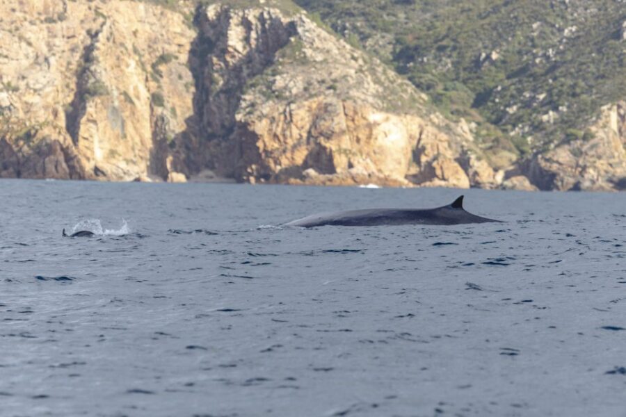 Lisbon: Dolphin Watching with Marine Biologist - The $76 price: why it can feel like good value