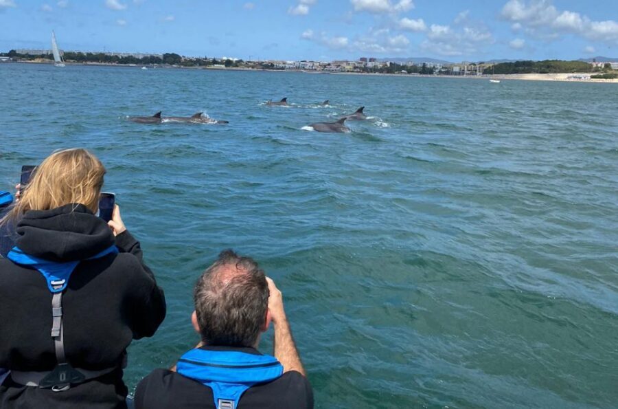 Lisbon: Dolphin Watching with Marine Biologist - Small Group - Who should book this dolphin watch, and who should skip it
