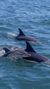 Lisbon: Dolphin Watching with Marine Biologist - Small Group - Cruising from the Doca de Santo Amaro: speedboat fun with a purpose