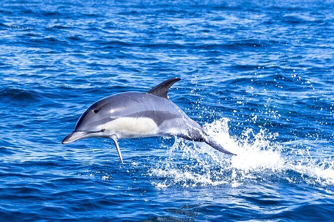 Lisbon: Dolphin Watching with Marine Biologist - Small Group - First step: the Oceanic Lounge launch under the 25 de Abril