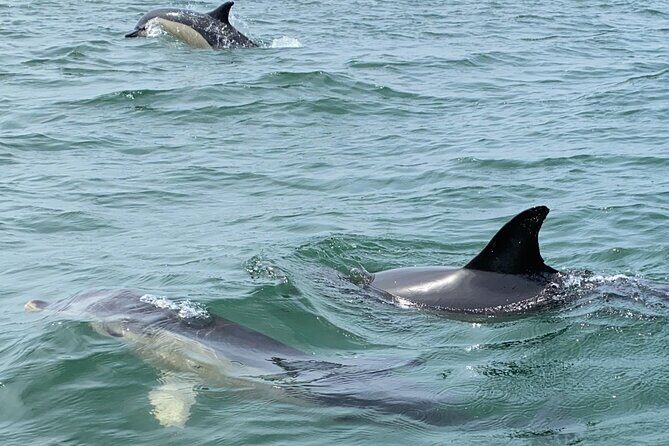 Lisbon: Dolphin Watching with Marine Biologist - Small Group - The Tagus and open sea: what the biologist helps you notice