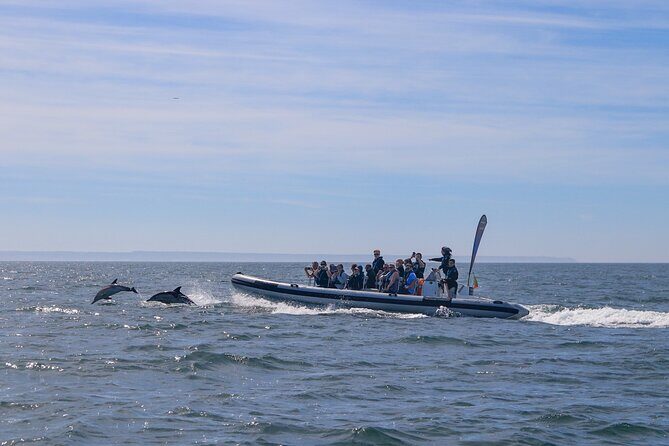 Lisbon: Dolphin Watching with Marine Biologist - Small Group - Cascais photo moment: feeling the coast without leaving the boat
