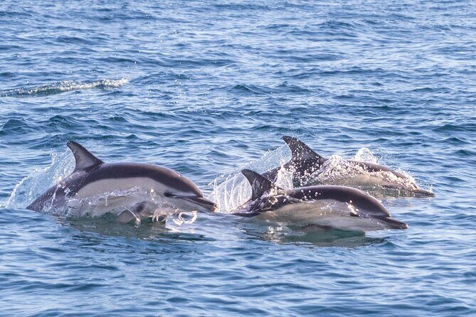 Lisbon: Dolphin Watching with Marine Biologist - Small Group - Returning to Lisbon: the monuments from a moving vantage point