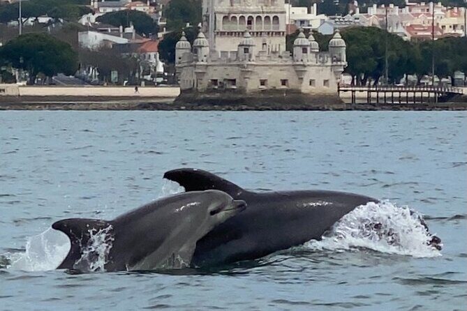 Lisbon: Dolphin Watching with Marine Biologist - Small Group - Price and value: $61 for 3 hours plus real marine science