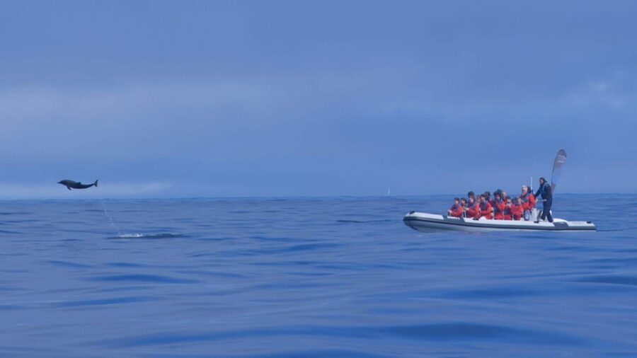 Lisbon: Dolphin Watching with Marine Biologist - Small Group - Conditions, comfort, and the small decisions that affect your day