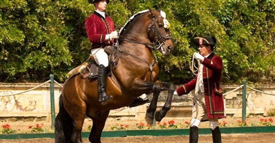 Lisbon: Morning of Equestrian Art with Lusitano Horses - Key takeaways before you go