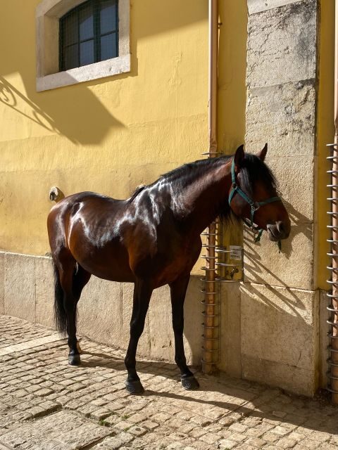 Lisbon: Morning of Equestrian Art with Lusitano Horses - Behind the scenes with Pure Blood Lusitano horses and handlers