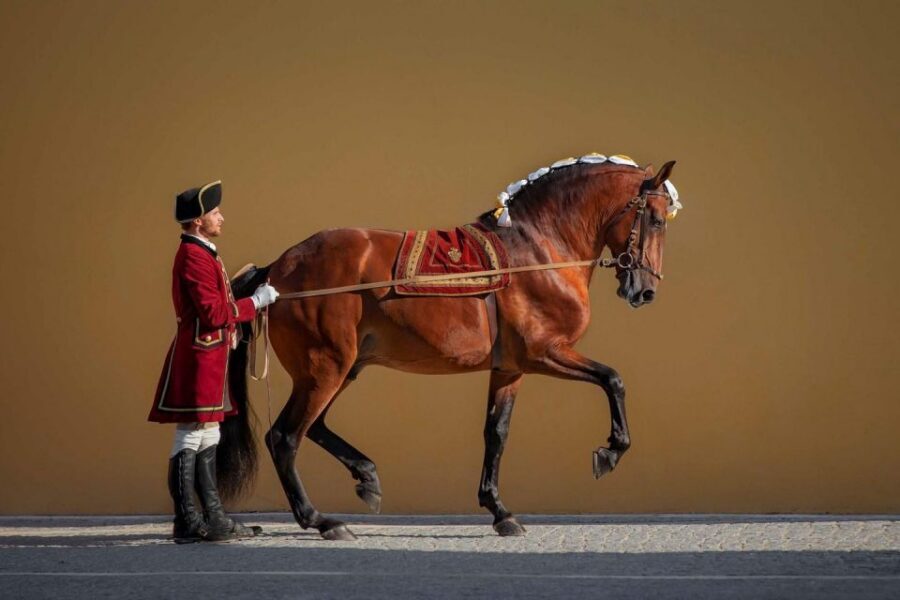 Lisbon: Morning of Equestrian Art with Lusitano Horses - Booking and check-in: how to avoid ticket confusion
