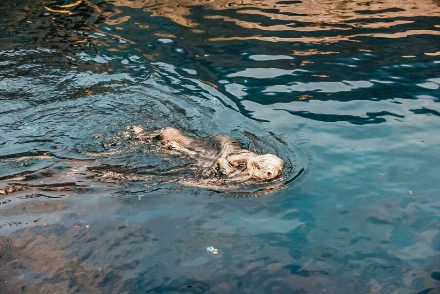Lisbon: Oceanário de Lisboa Entrance Ticket - Key things to know before you go