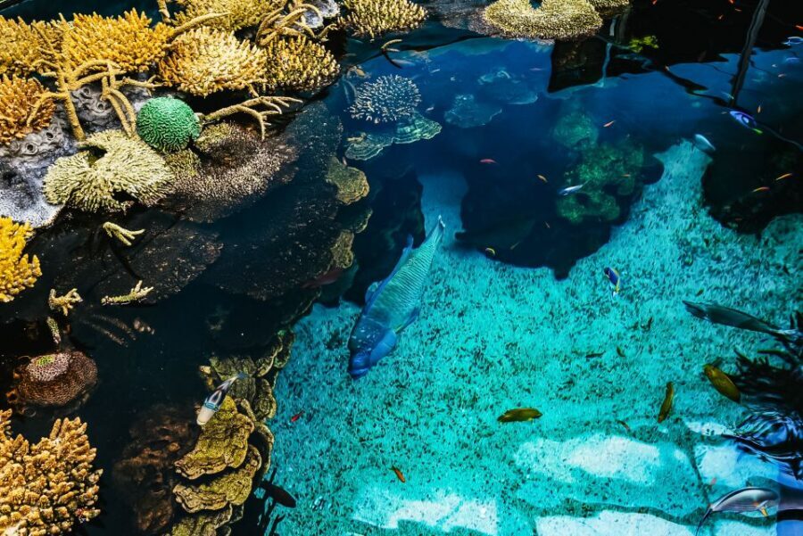 Lisbon: Oceanário de Lisboa Entrance Ticket - Entering Oceanário: what you’re really buying