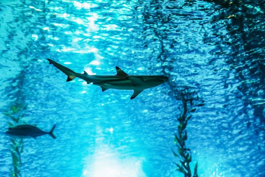 Lisbon: Oceanário de Lisboa Entrance Ticket - How the Oceanarium layout helps you see more (without rushing)