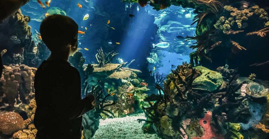 Lisbon: Oceanário de Lisboa Entrance Ticket - Sea otters, coral reefs, and the small details that add up