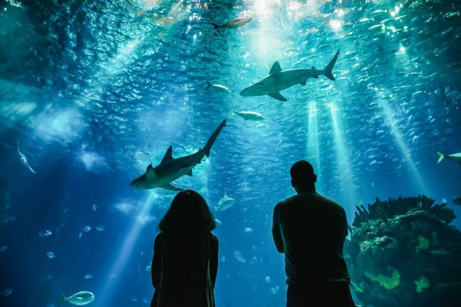 Lisbon: Oceanário de Lisboa Entrance Ticket - Should you book a guided tour with a guide like Sophia or Bruno?
