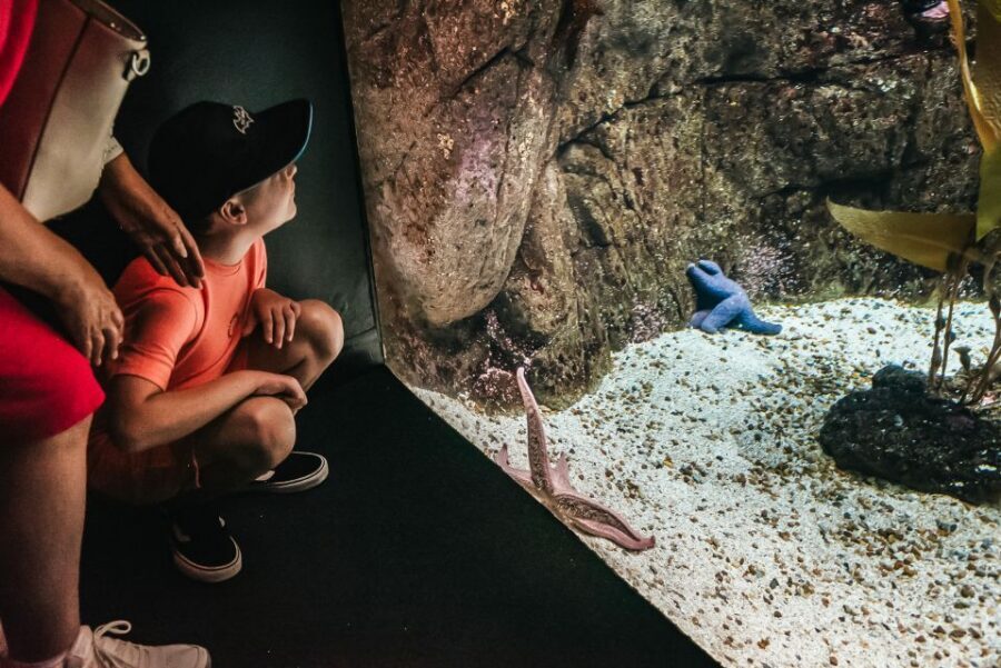 Lisbon: Oceanário de Lisboa Entrance Ticket - When to go: avoid the busiest crunch