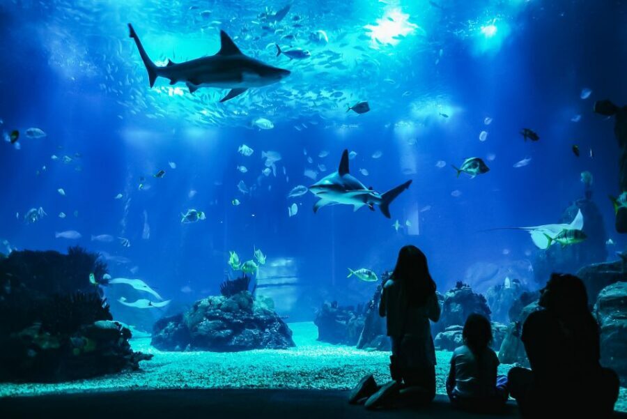 Lisbon: Oceanário de Lisboa Entrance Ticket - Getting there from central Lisbon: Oriente is the key