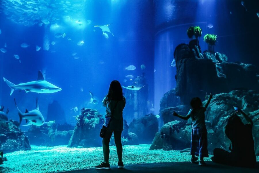 Lisbon: Oceanário de Lisboa Entrance Ticket - A giant indoor aquarium on the Expo 98 waterfront