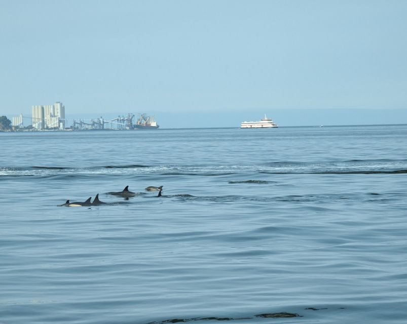 Lisbon: Scenic Day & Sunset Boat Tour with a Drink - Finding HYPAFAMILY and stepping aboard with the right kind of welcome