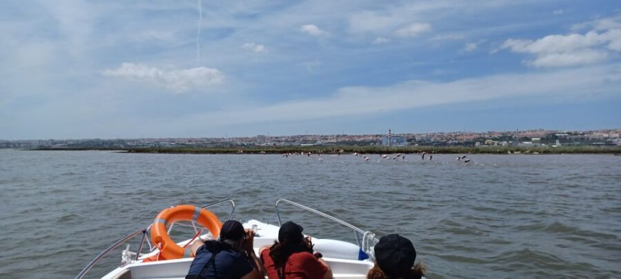 Lisbon: Tagus Estuary Nature Reserve Birdwatching Boat Tour - Key things to know before you go