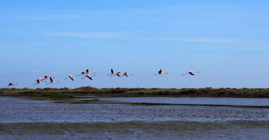 Lisbon: Tagus Estuary Nature Reserve Birdwatching Boat Tour - Why the Tagus Estuary is a birdwatching shortcut from Lisbon