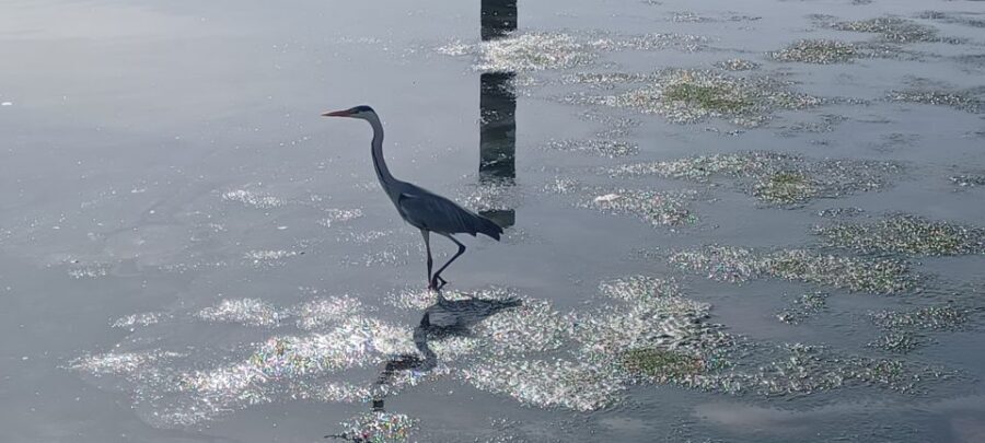 Lisbon: Tagus Estuary Nature Reserve Birdwatching Boat Tour - The Tagus Estuary Nature Reserve segment: where the 2.5 hours matter