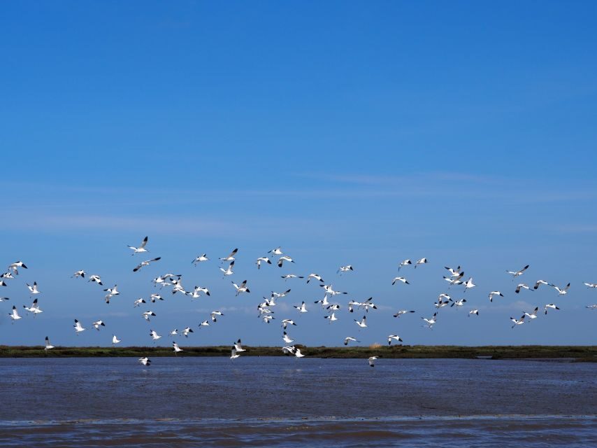 Lisbon: Tagus Estuary Nature Reserve Birdwatching Boat Tour - Flamingos, waders, herons, and raptors: what your bird list could look like