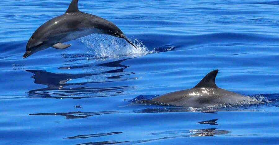 Lisbon: Tagus River Cruise to the Ocean & Dolphin Watching - Key highlights to know before you go