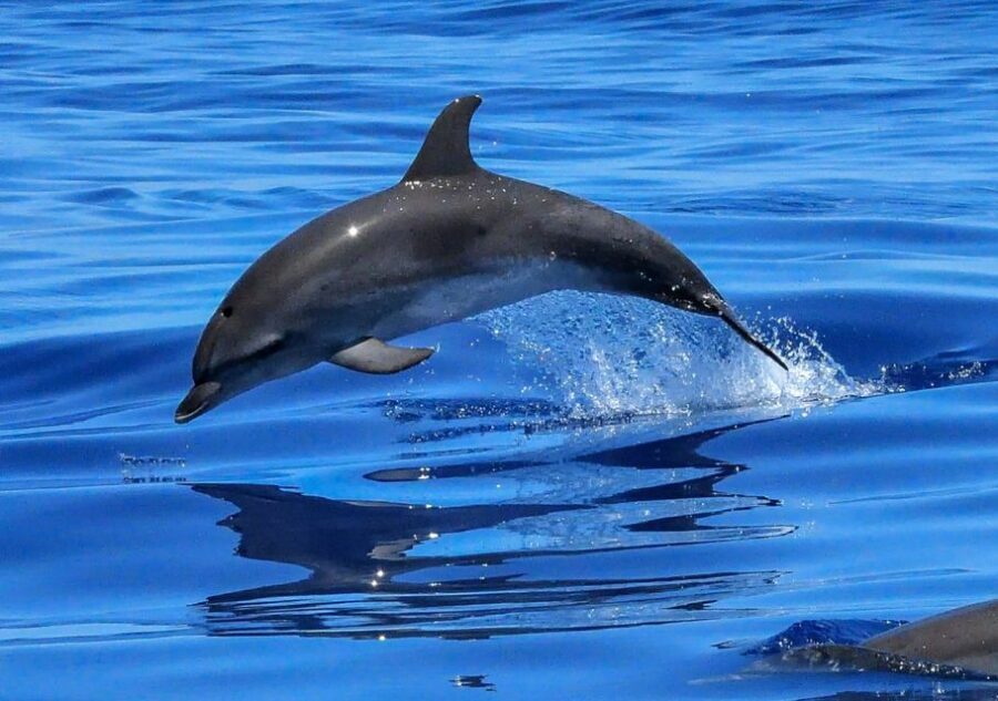 Lisbon: Tagus River Cruise to the Ocean & Dolphin Watching - Stop-by-stop: what each part is good for