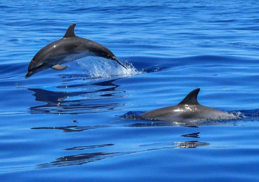 Lisbon: Tagus River Cruise to the Ocean & Dolphin Watching - The Tagus River leg: from Commerce Square viewpoints to Christ the King