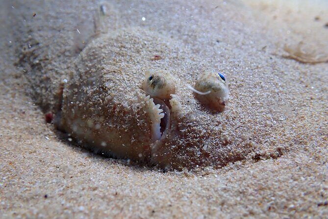Lisbon: Try Scuba Diving in Arrabida Marine Reserve with photos - Where Arrábida starts: Sesimbra’s Porto Abrigo setup